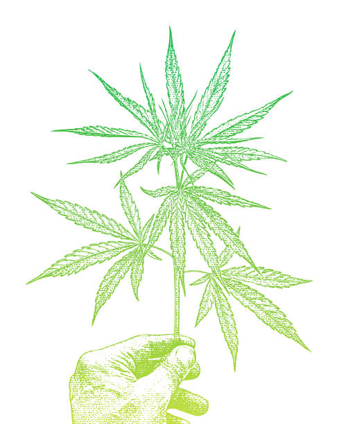 ilustraciones, imágenes clip art, dibujos animados e iconos de stock de primer plano de la mano sosteniendo la hoja de cannabis - senior adult people white background studio shot