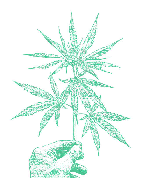 ilustraciones, imágenes clip art, dibujos animados e iconos de stock de primer plano de la mano sosteniendo la hoja de cannabis - senior adult people white background studio shot