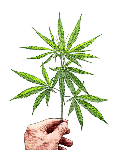 ilustraciones, imágenes clip art, dibujos animados e iconos de stock de primer plano de la mano sosteniendo la hoja de cannabis - senior adult people white background studio shot