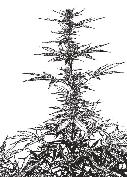 ilustrações, clipart, desenhos animados e ícones de close-up de planta de cannabis e flores - marijuana plant