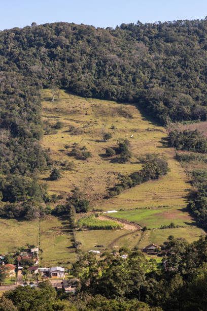 istock Farm field with herd and forest around 1346812860