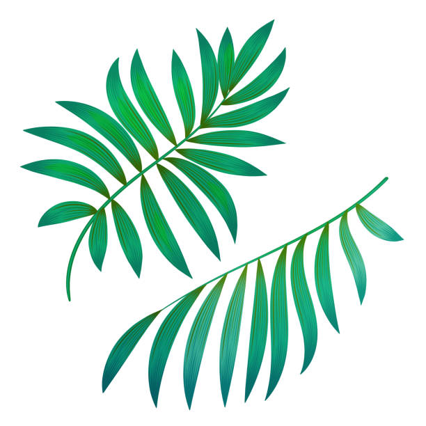 ilustrações de stock, clip art, desenhos animados e ícones de green palm leaves isolated on white. vector illustration - thailand heaven tropical rainforest forest