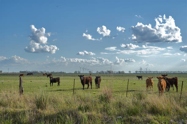 istock cows grazing in a landscape with beautiful sky with cotton clouds 1346815021