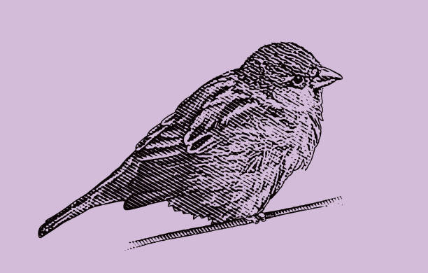 stockillustraties, clipart, cartoons en iconen met close-up of sparrow perching on branch - house sparrow