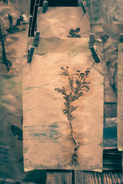istock Herbalist workshop with dried plant cards for Halloween. 1346823025