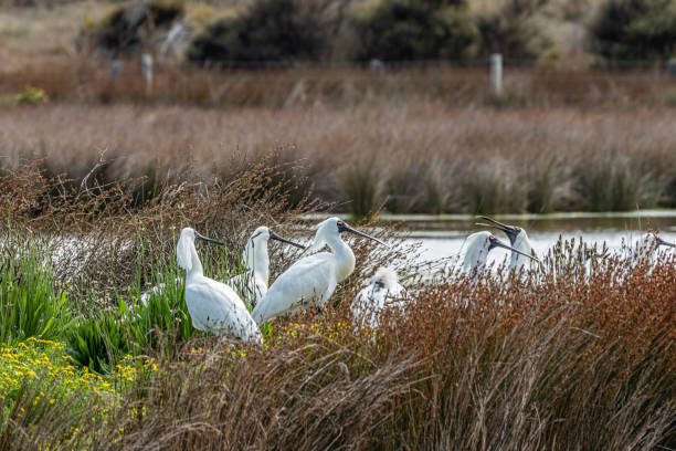 Royal Spoonbills on Island in Wetland stock photo