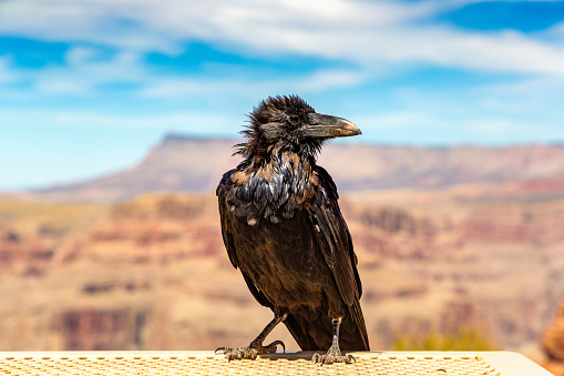 Black Raven at Grand Canyon  in a sunny day, USA