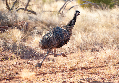 Emu in full flight in outback New South Wales, Australia.