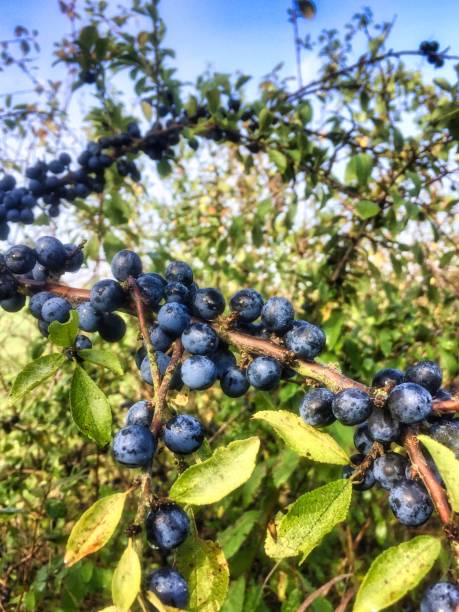 istock Ripe sloes growing on a bush 1346829848