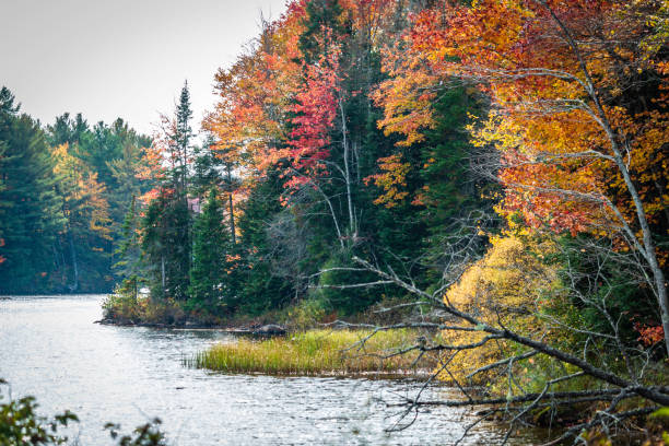 istock Maple trees, outdoor, recreation, Adirondack Park, lake 1346829904