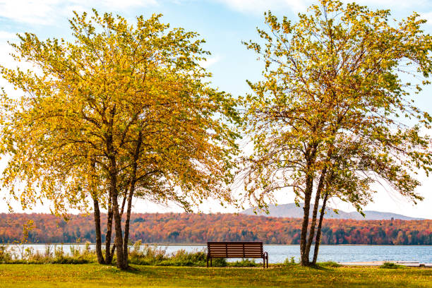 istock birch tree, outdoor, recreation, Adirondack Park, lake 1346829933
