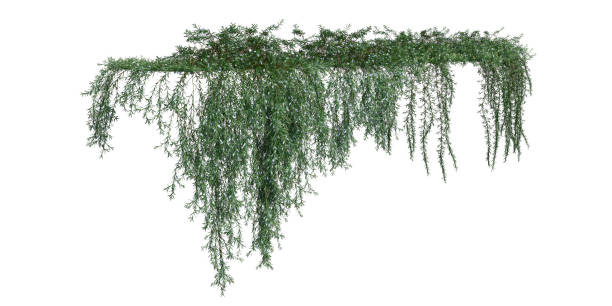 istock Climbing plants creepers isolated on white background 3d illustration 1346830785