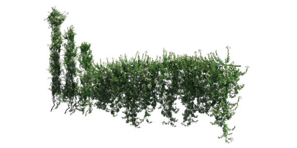 istock Climbing plants creepers isolated on white background 3d illustration 1346830817