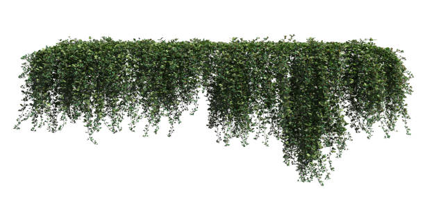 istock Climbing plants creepers isolated on white background 3d illustration 1346830823