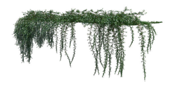 istock Climbing plants creepers isolated on white background 3d illustration 1346830849