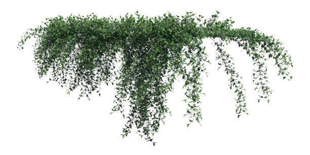 istock Climbing plants creepers isolated on white background 3d illustration 1346830853