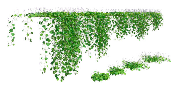 istock Climbing plants creepers isolated on white background 3d illustration 1346830914