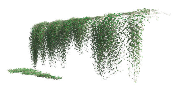 istock Climbing plants creepers isolated on white background 3d illustration 1346830971