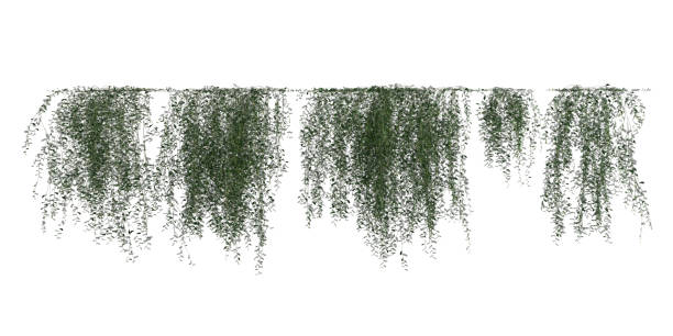 istock Climbing plants creepers isolated on white background 3d illustration 1346830979