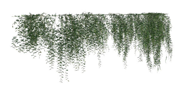 istock Climbing plants creepers isolated on white background 3d illustration 1346831005