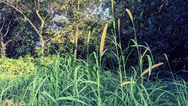 istock Forest flower. Stock photo 1346831907