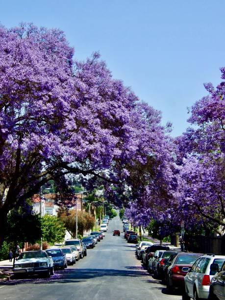 istock May in Los Angeles / Jacaranda flowers in full bloom.Vertical. 1346832484