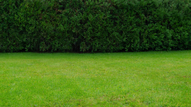 istock Green lawn and hedge for background. 1346836527