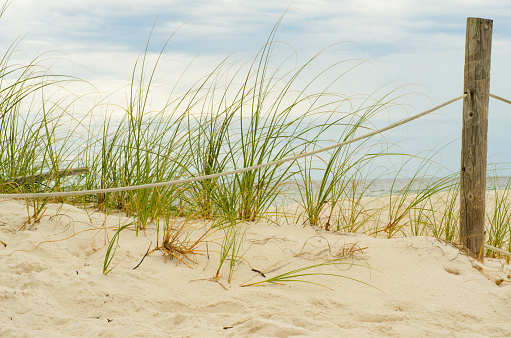 Sea grass near the coastline one a beach in pensacola Florida, USA