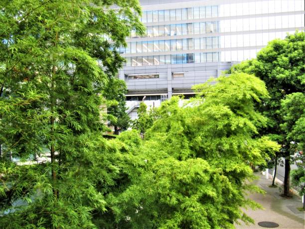 istock Japan. August.  Shinagawa Forest Park. Impression. 1346839055