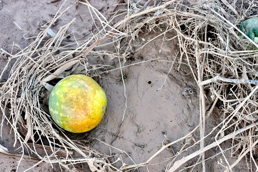 Horizontal high angle closeup photo of a yellow and green wild native Melon lying on dry mud surrounded by dried dead grass and plants in the Flinders Ranges, outback Australia