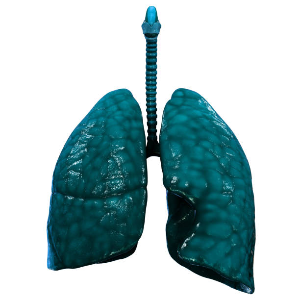 istock Human Respiratory System Lungs Anatomy 1346842179