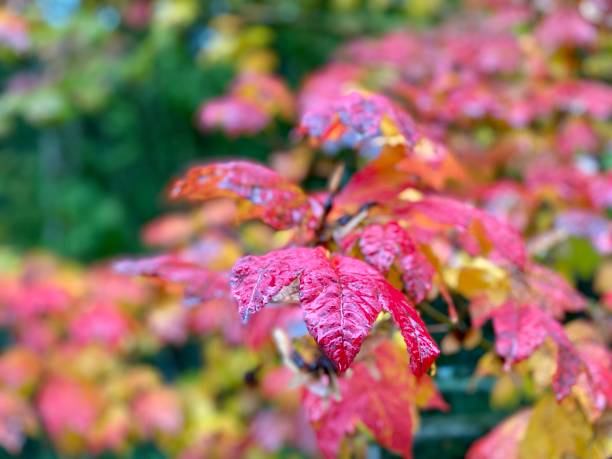 istock Close up autumn leaf fall red maple leaves November October September stunning fabulous colourful rain forest Halloween trees road Canada 1346842208