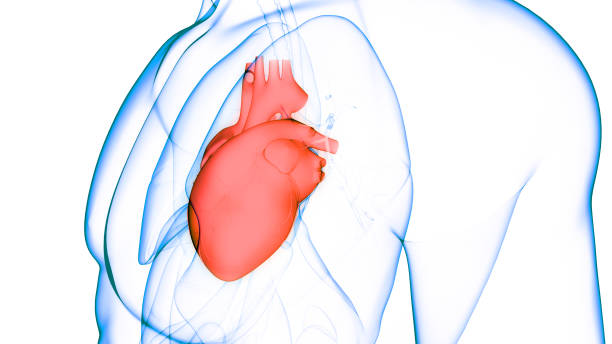 istock Human Circulatory System Heart Anatomy 1346842213