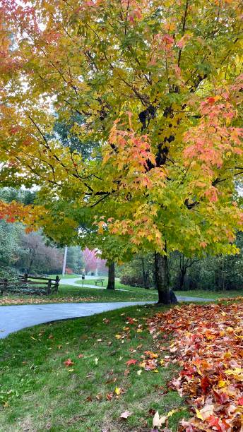 istock autumn leaf fall red maple leaves November October September stunning fabulous colourful rain forest Halloween trees road Canada 1346842220