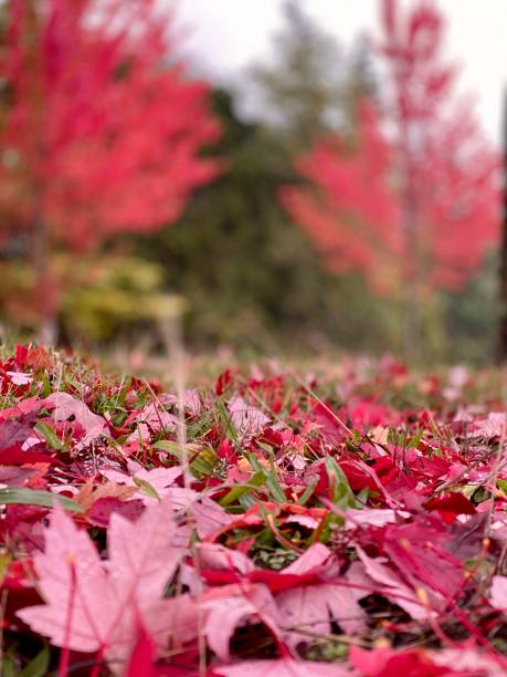 istock autumn leaf fall red maple leaves November October September stunning fabulous colourful rain forest Halloween 1346842244