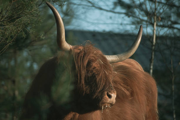 istock Hairy cow in a grove 1346843924