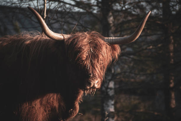 istock Friendly cow with long hair 1346844889