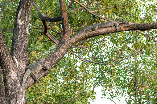 South-east Asian Water Monitor Lizards (Varanus salvator macromaculatus) sleeping in a tree
