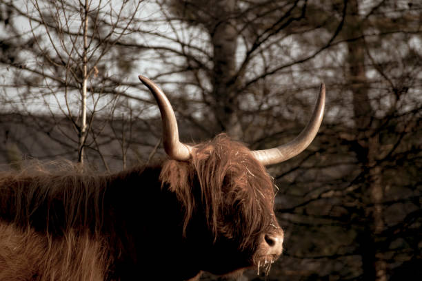 istock Vintage cow portrait 1346846557