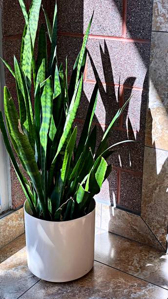 istock Sunlight through window casting shadows on potted Dracaena - stock photo 1346847116