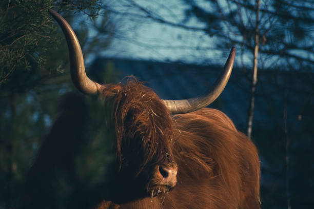 istock Autumnal Highland cow portrait 1346849126