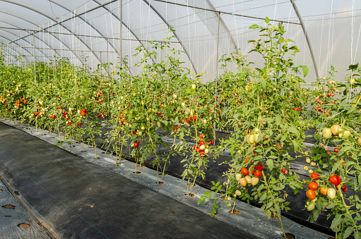 Fresh bunch of red ripe and unripe natural tomatoes growing on a branch in greenhouse garden