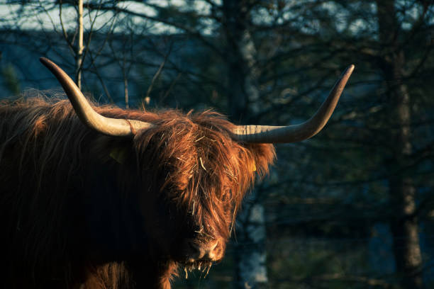 istock Scottish Highland cow portrait 1346851019