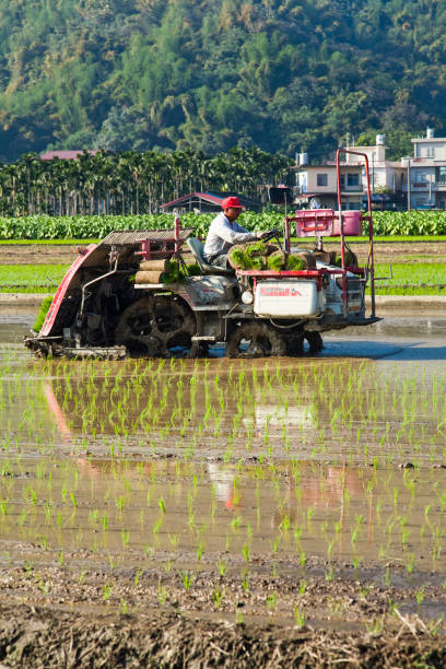 Rice crop seedlings in the field with mountains background, Kaohsiung, Taiwan. Farmers use transplant rice crop seedlings machines in the paddy field of Kaohsiung, Taiwan. paddy transplanter stock pictures, royalty-free photos & images