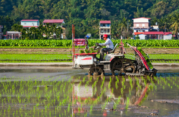 Rice crop seedlings in the field with mountains background Farmers use transplant rice crop seedlings machines in the paddy field of Kaohsiung, Taiwan. paddy transplanter stock pictures, royalty-free photos & images
