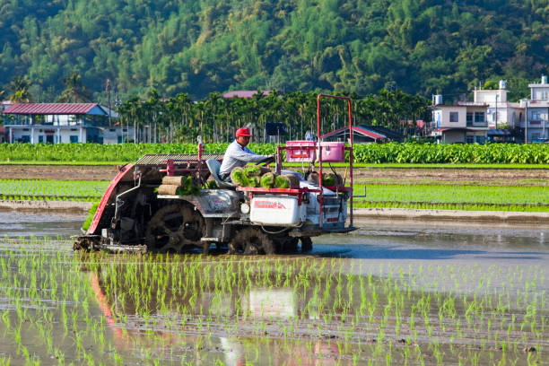 Rural rice crop fields in Meinong, Kaohsiung, Taiwan Farmers use transplant rice crop seedlings machines in the paddy field of Kaohsiung, Taiwan. paddy transplanter stock pictures, royalty-free photos & images