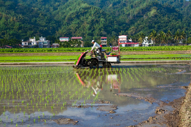 Rice crop seedlings in the field with mountains background Farmers use transplant rice crop seedlings machines in the paddy field of Kaohsiung, Taiwan. paddy transplanter stock pictures, royalty-free photos & images