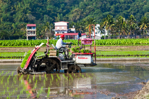 Rural rice crop fields in Meinong, Kaohsiung, Taiwan Farmers use transplant rice crop seedlings machines in the paddy field of Kaohsiung, Taiwan. paddy transplanter stock pictures, royalty-free photos & images