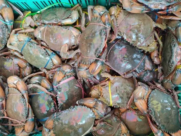 Pile of crab in a basket ready for sale