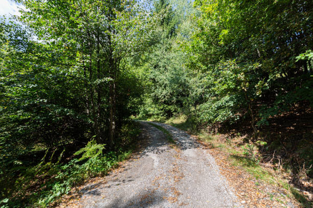 istock Footpath in a forest in the autumn 1346852046